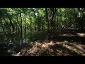 Enchanted forest reflections