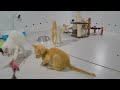 So Funny! Funniest Cats and Dogs 😂😂 Best Funny Video Compilation 😸😹