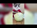 That Little Puff | Cats Make Food 😻 | TikTok Compilation 2023 #13