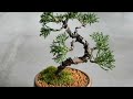 KUMPULAN BONSAI MINI UNIK-MAME BONSAI COMPILATION