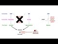 Purine Salvage Pathway