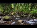 Beautiful Forest River, Flowing Water, Birds Chirping, white noise, Nature Sounds for Sleeping.