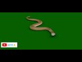Golden Snake Attack Animation on Green screen ||Snake green screen || Nagin | Naagin 5