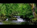 Forest Waterfall Nature Sounds - 1 Hour Relaxing Birds Chirping - River Meditation Sleeping Sound