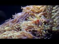 Sea Anemone facts: flowers of the sea | Animal Fact Files