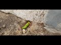 Butterfly​ Caterpillar Die