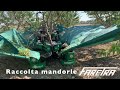 Scuotitore semovente per raccolta meccanica olive e mandorle!