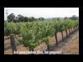Paso Robles Wine Festival - Visiting Wineries