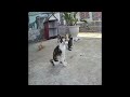 🤣 So Funny! Funniest Cats and Dogs 2024 🐱😹 Funny Cats Videos 2024 😘😅