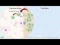 B cell activation