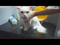 Cat Turns Wild Getting Groomed