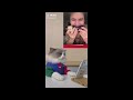 That Little Puff | Cats Make Food 😻 | TikTok Compilation 2024 #103