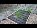 Florida Organic Vegetable Garden Update Week 5