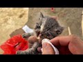 A Stray Kitten Teeters on the Brink of Death Until This Happens