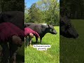 How We Support Our Senior Cow