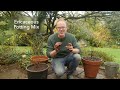 How To Grow Blueberries, Raspberries and Currants in Containers