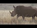 White rhino at Nairobi National Park, Kenya