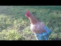 Chicken in Pants