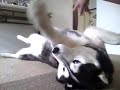 Bandit the Husky likes to play with his mama