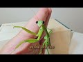 I Gave a Super Mealworms To The Praying Mantis, And The Mantis Reaction Was Amazing!