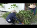 Helping Elderly Neighbor Clear Path to His Garden - Heartwarming Act of Kindness