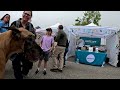 Cash 2.0 Great Dane at the Simi Valley Spring Street Fair 2024 (5 of 12)