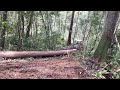Proses tarik kayu log pakai Buldozer . #buldozer#operator#monster#kayu#logging