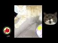 TRY not to laugh animals 🤣 dogs and cats funny videos 2024-funny cats Videos Funniest cats 😹 part 73