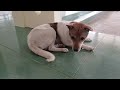 New Funny Animals 😻🐕 Best Funny Dogs and Cats Videos Of The Week