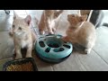 Kittens 07-17