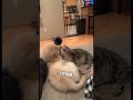 Their dog and cat have become best friends ❤️