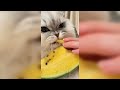 new funny animals video 2024 | hilarious cats and funny dogs video | best animals video of week |