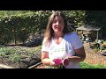 How To Grow Watermelon Radish