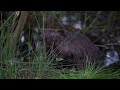 Bever 11 05 2024 (2).