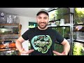 UPGRADING My Green Tree Monitor Lizards into a GIANT Bioactive Vivarium! | Custom Reptile Habitats