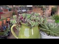 Best way to make more babies of Aeonium Sunburts Succulent #aeoniumsunburst #succulent #succulents
