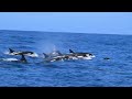 Beaked Whale Pursuit by the Bremer Canyon Orcas