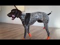 My Dog Tries On Dog Boots For The First Time | German Shorthaired Pointer | GSP Dog Vlog