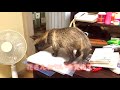 猫と遊ぶカワイイたぬき｜Raccoon dog playing with a cat