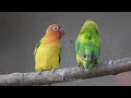 Birds Sounds - Relaxation The sound of Birds Chirping in the Forest - Nature Sounds of Birds