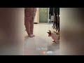 Funniest Cats and Dogs Videos 😘 Best Funniest Animals Video 2024 😍