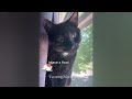 Funniest Cats And Dogs Videos😁- Best Funny Animal Videos 2024🤣