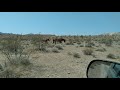 Wild horses on the bittersweet rd lake mead recreation area