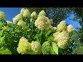 Limelight Hydrangea Tree Drooping (Part 3): A Quick Solution During Heat Waves