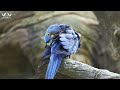 The Most Wonderful Parrots in the World ⎪ Amazing Relaxing Piano Music ⎪ Beautiful Birds Sound