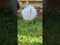 WATER BALLOON BURSTING in SUPER SLOW MOTION! 🤩 Reversed #shorts