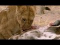 Lions Launch a Risky Attack Amid the Shortage of Food | SLICE WILD