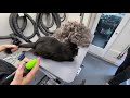 Cat brush-out & deshedding video