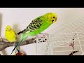 Adorable moments! Happy parakeets chirping, cute funny clip compilation #budgies #parakeet #parrot