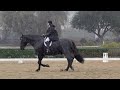 Tyrus, the Friesian Percheron Competes in the Rain Training Level Test 1
